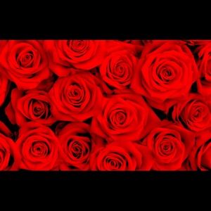 Meet your Posher, Anali